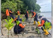 Pinrang Gelar Penanaman Mangrove untuk Tanggulangi Abrasi, Target 4.000 Bibit