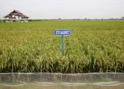 Hadapi Kemarau Lebih Awal, Kementan Dorong Pemanfaatan Varietas Padi Adaptif