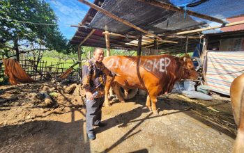 Dinas Pertanian Kabupaten Pangkep Pastikan Hewan Kurban Sehat