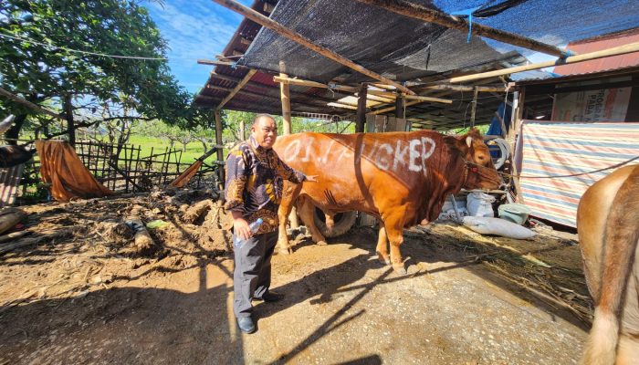 Dinas Pertanian Kabupaten Pangkep Pastikan Hewan Kurban Sehat