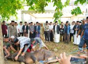 Bupati Wajo Pimpin Penyembelihan 32 Ekor Sapi Kurban Lingkup Pemkab Wajo
