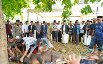 Bupati Wajo Pimpin Penyembelihan 32 Ekor Sapi Kurban Lingkup Pemkab Wajo
