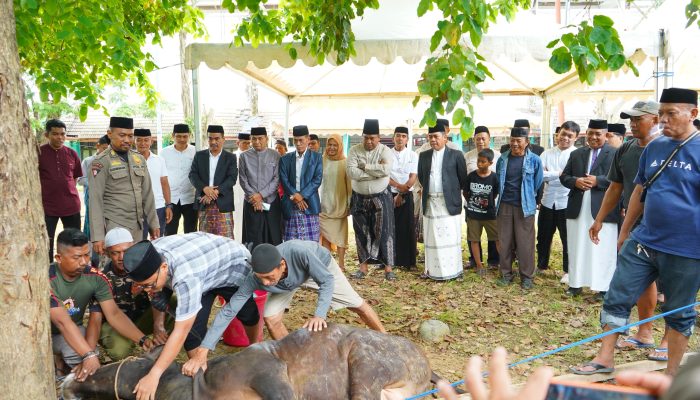 Bupati Wajo Pimpin Penyembelihan 32 Ekor Sapi Kurban Lingkup Pemkab Wajo