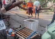Pohon Tumbang di Jalan Canra Kirana Sengkang, BPBD Wajo Sigap Buka Akses Jalan