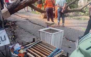 Pohon Tumbang di Jalan Canra Kirana Sengkang, BPBD Wajo Sigap Buka Akses Jalan