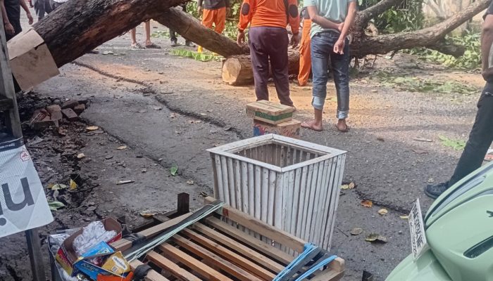 Pohon Tumbang di Jalan Canra Kirana Sengkang, BPBD Wajo Sigap Buka Akses Jalan